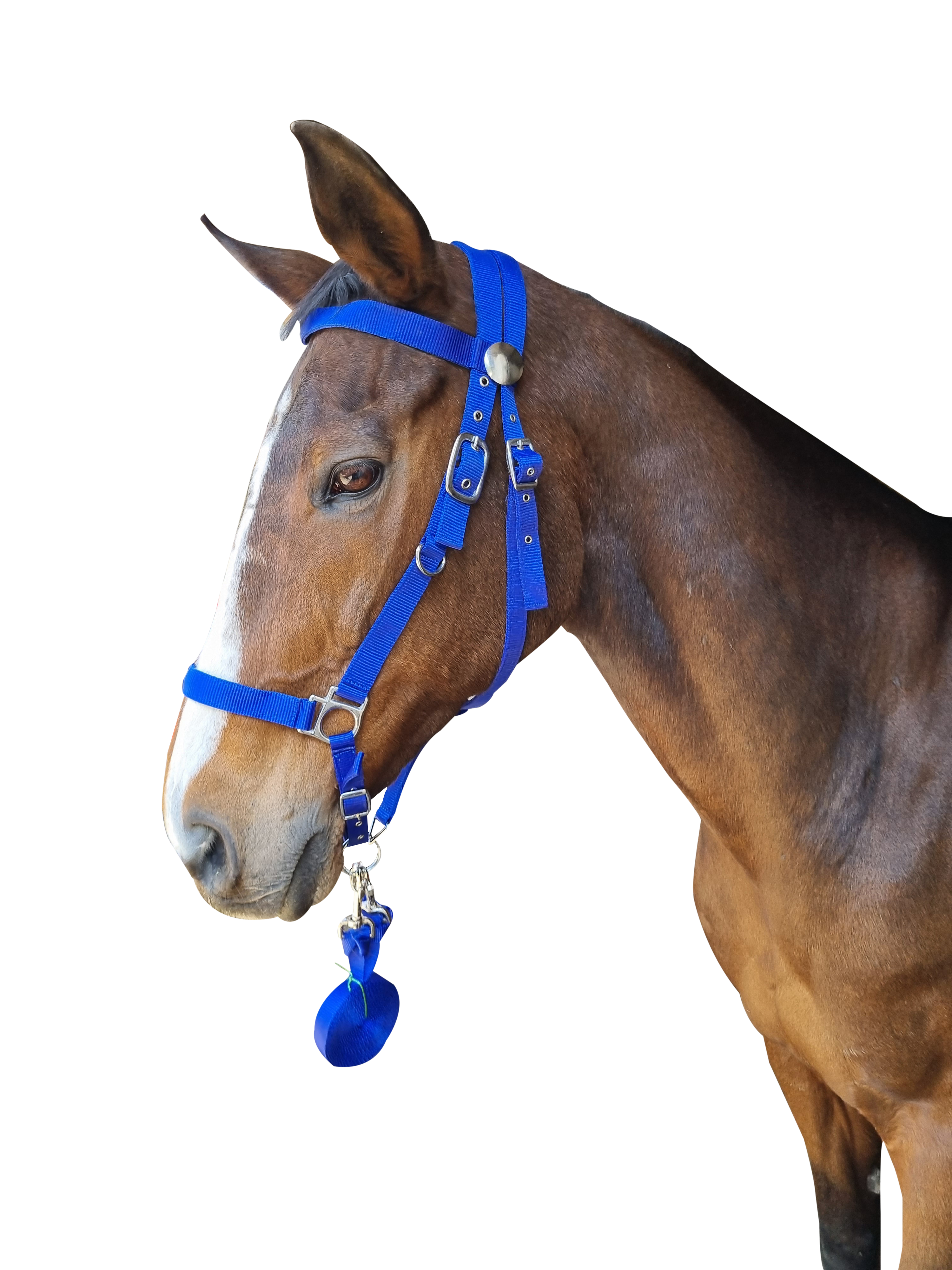 Bridle Endurance Web Solo